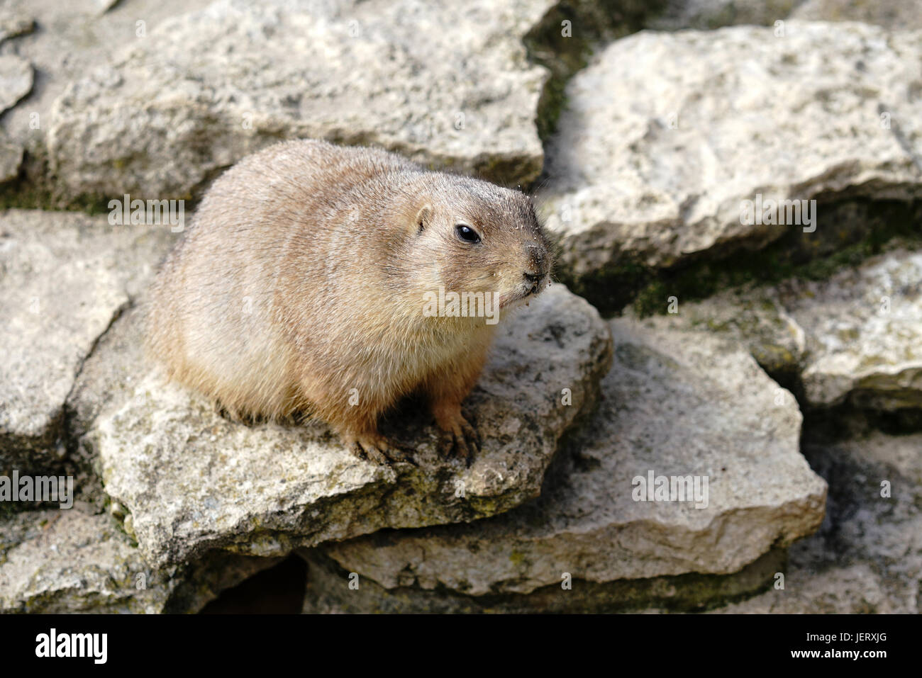 Watchful prairie dog auf einem Felsen am Zoo Stockfoto