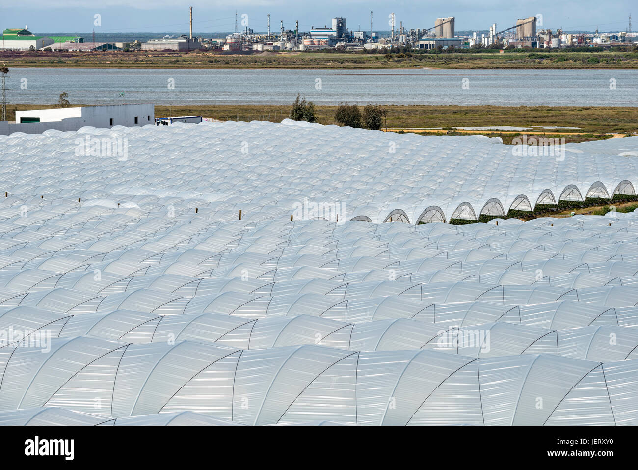 Wachsende Erdbeeren im Folientunnel in der Nähe von Palos De La Frontera, Provinz Huelva, Huelva chemische Industrie im Hintergrund. Andalusien, Spanien Stockfoto