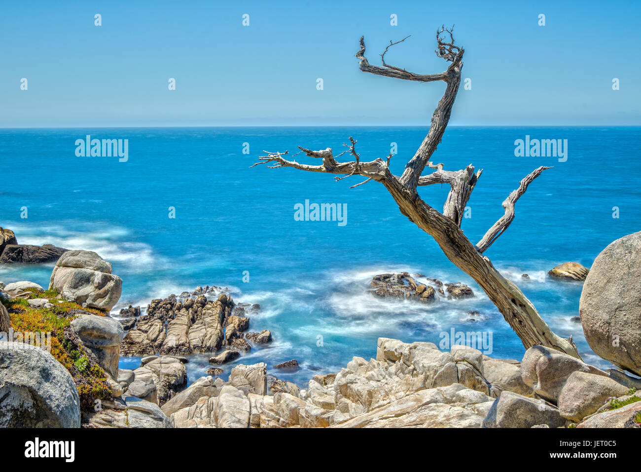 Ghost-Baum am 17-Miles-Drive am Highway 1 in Kalifornien Stockfoto