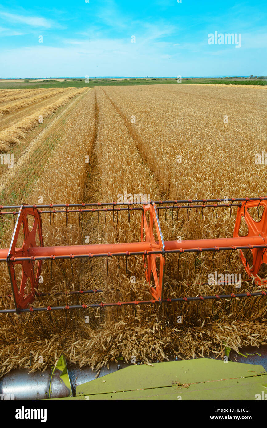 Mähdrescher, die rotierende Walze Weizen Ernte im bebauten Bereich Landwirtschaft Stockfoto