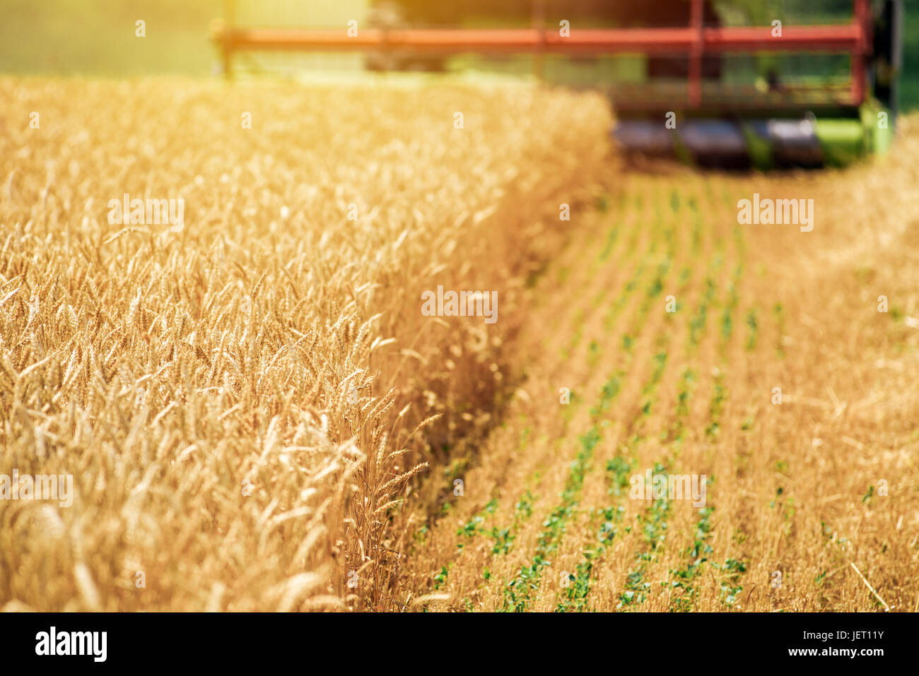 Feldhäcksler Maschine kombinieren die Ernte reif Weizen ernten in landwirtschaftlich genutzte Gebiet, selektiver Fokus Stockfoto