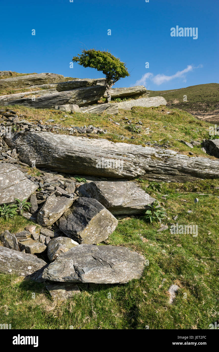 Felsen und windgepeitschten Baum in den Hügeln in der Nähe von Harlech in Snowdonia, Nordwales. Stockfoto