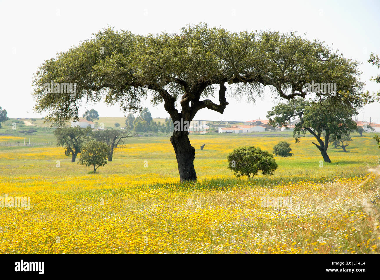 Eine Steineiche in die weiten Ebenen des Alentejo. Portugal Stockfoto