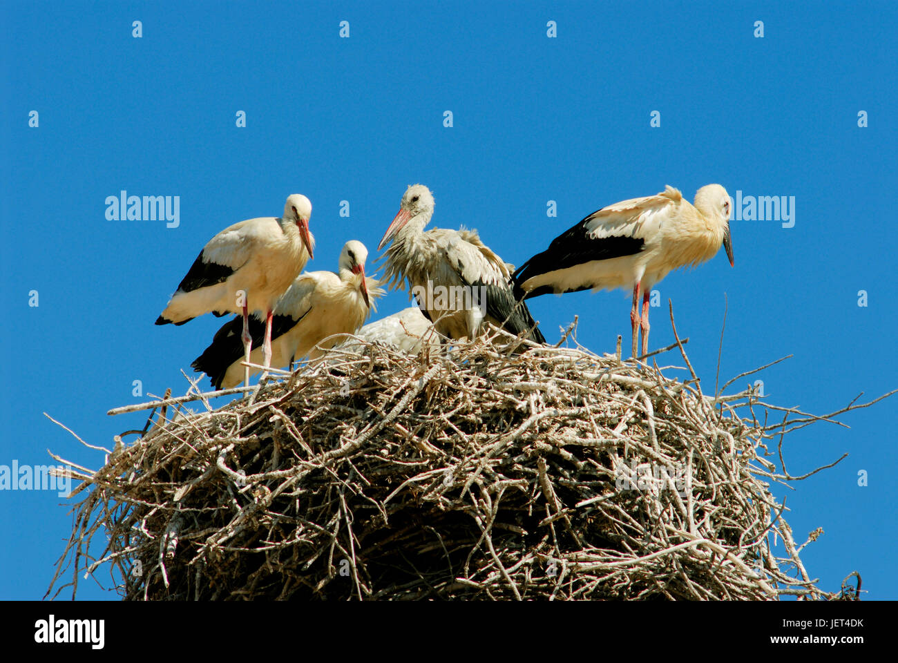 Störche im Nest, Comporta, Alentejo, Portugal Stockfoto