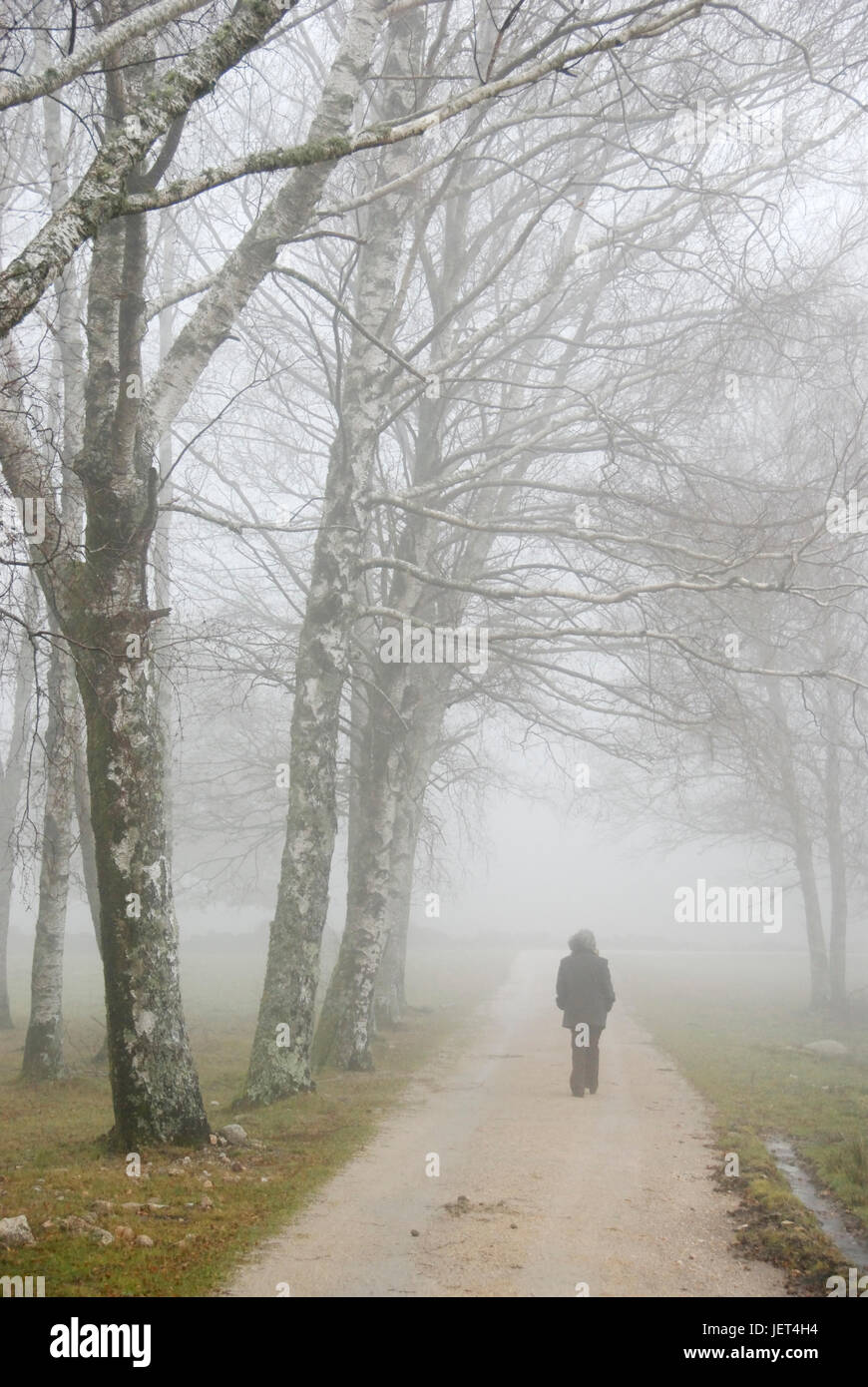 An einem nebligen Morgen geht eine Frau an einem Wald aus Birken. Peneda Geres Nationalpark, Portugal Stockfoto