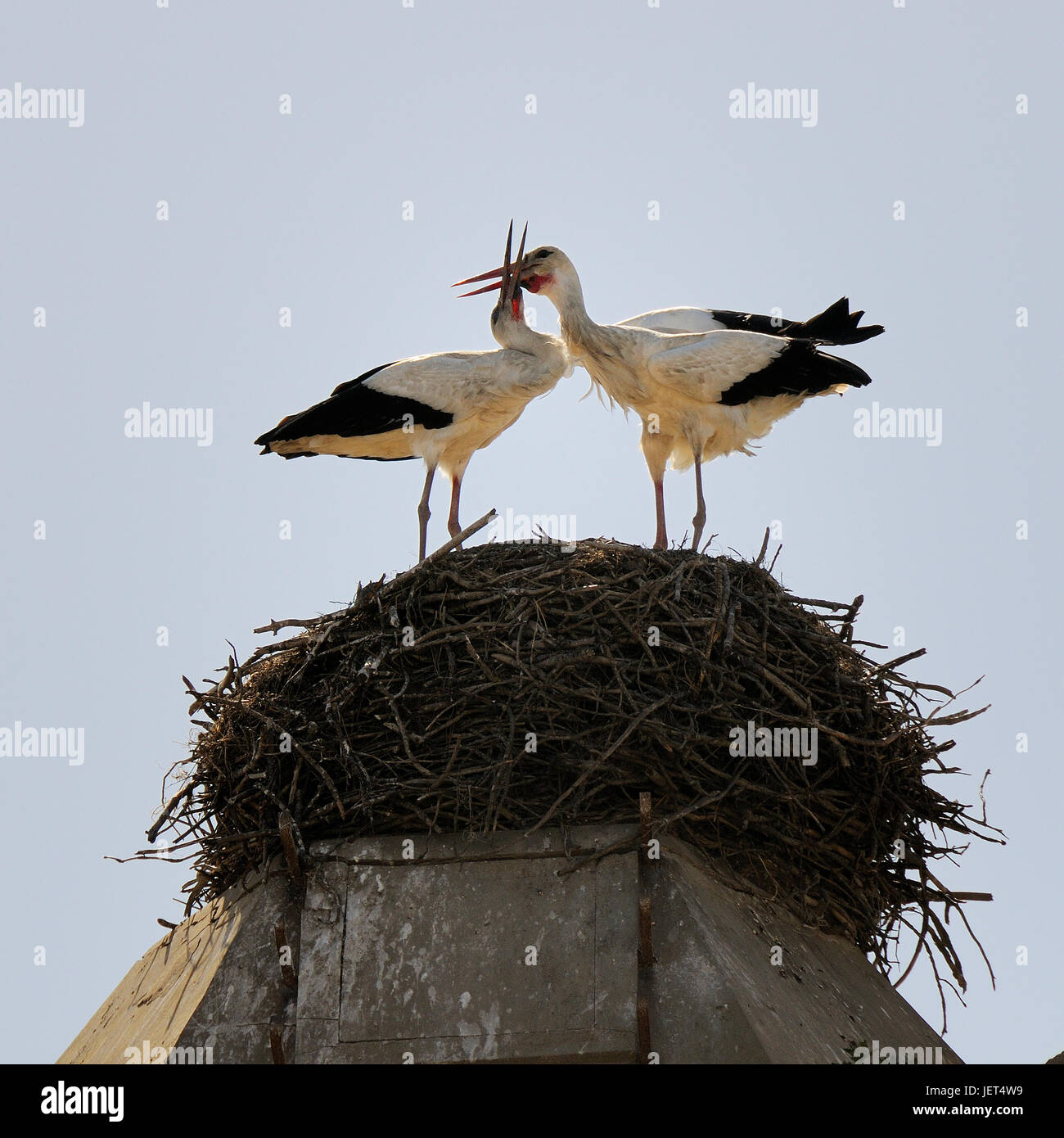 Störche im Nest, Comporta, Alentejo, Portugal Stockfoto