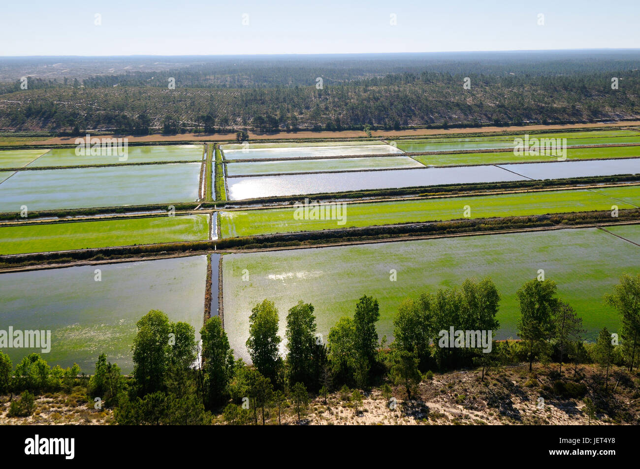 Blick auf Reisfelder. Comporta, Alentejo, Portugal Stockfoto