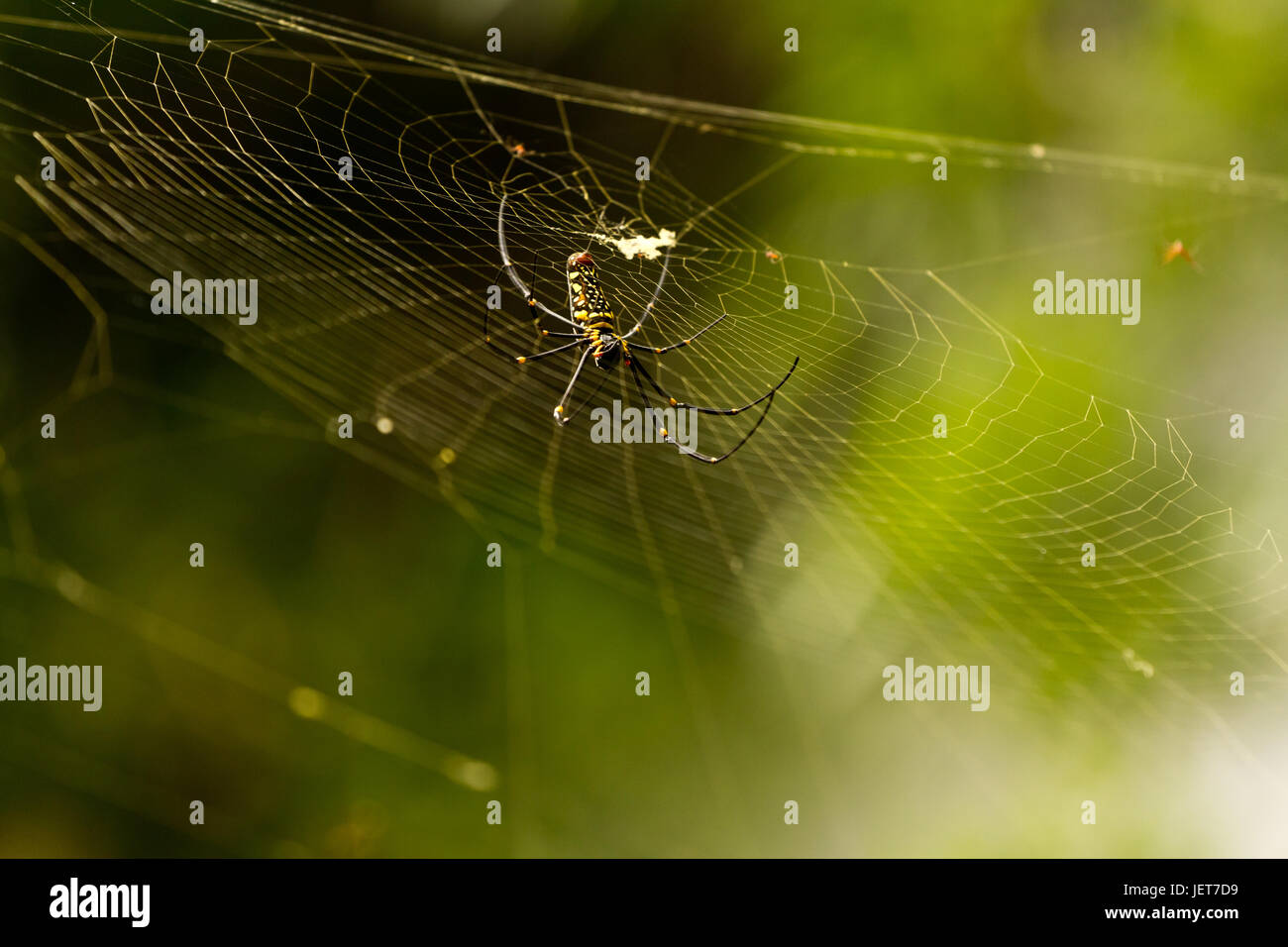 Nephila Maculata auf Spinnennetz, Gam Insel Stockfoto