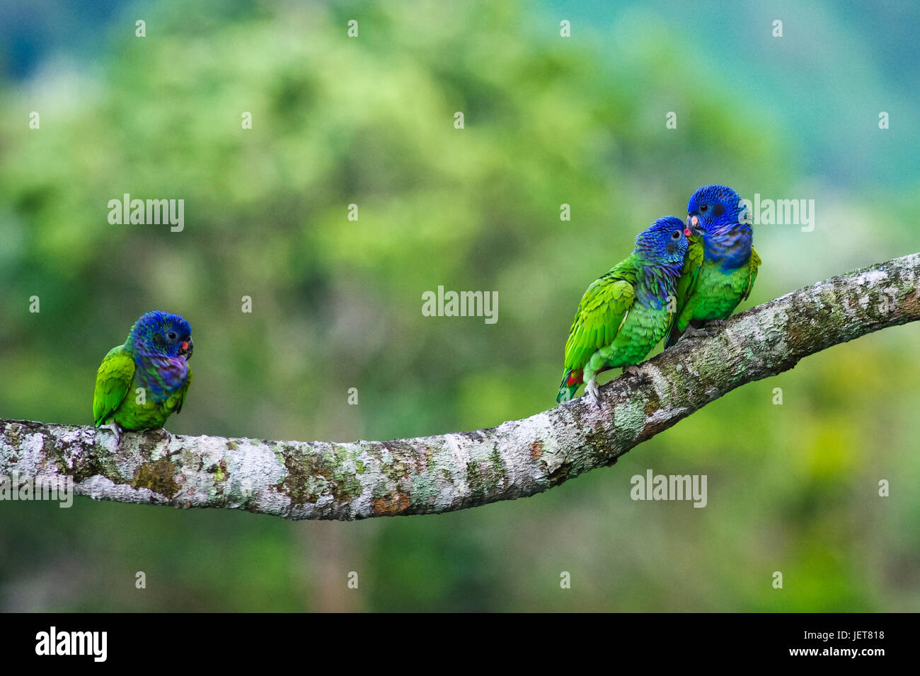 Paar blaue Leitung Papageien flirten, während ein Drittel Vogel Uhren Stockfoto