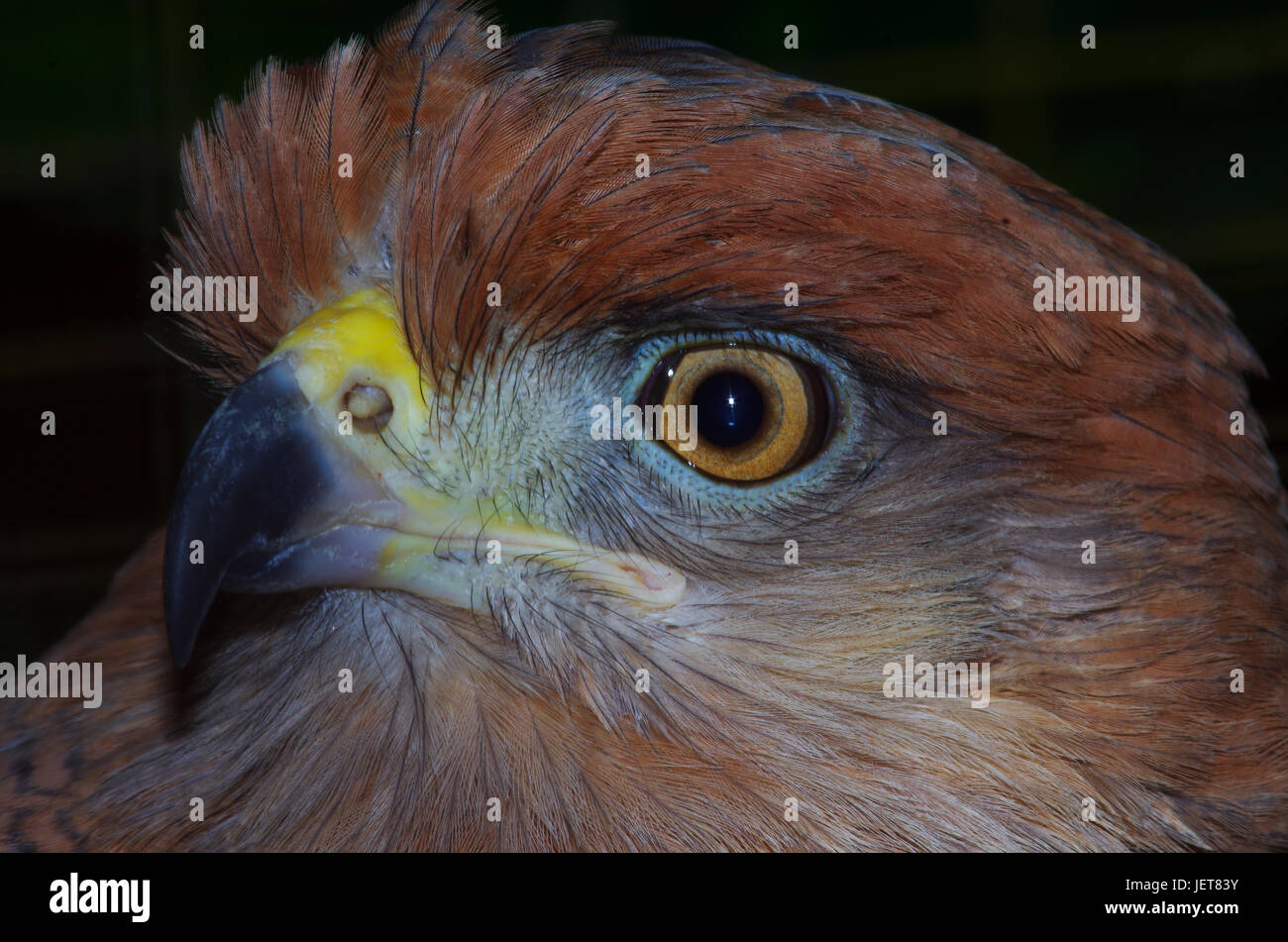 Vögel aus Panama Savanah Hawk sehen sich aus nächster Nähe an Stockfoto