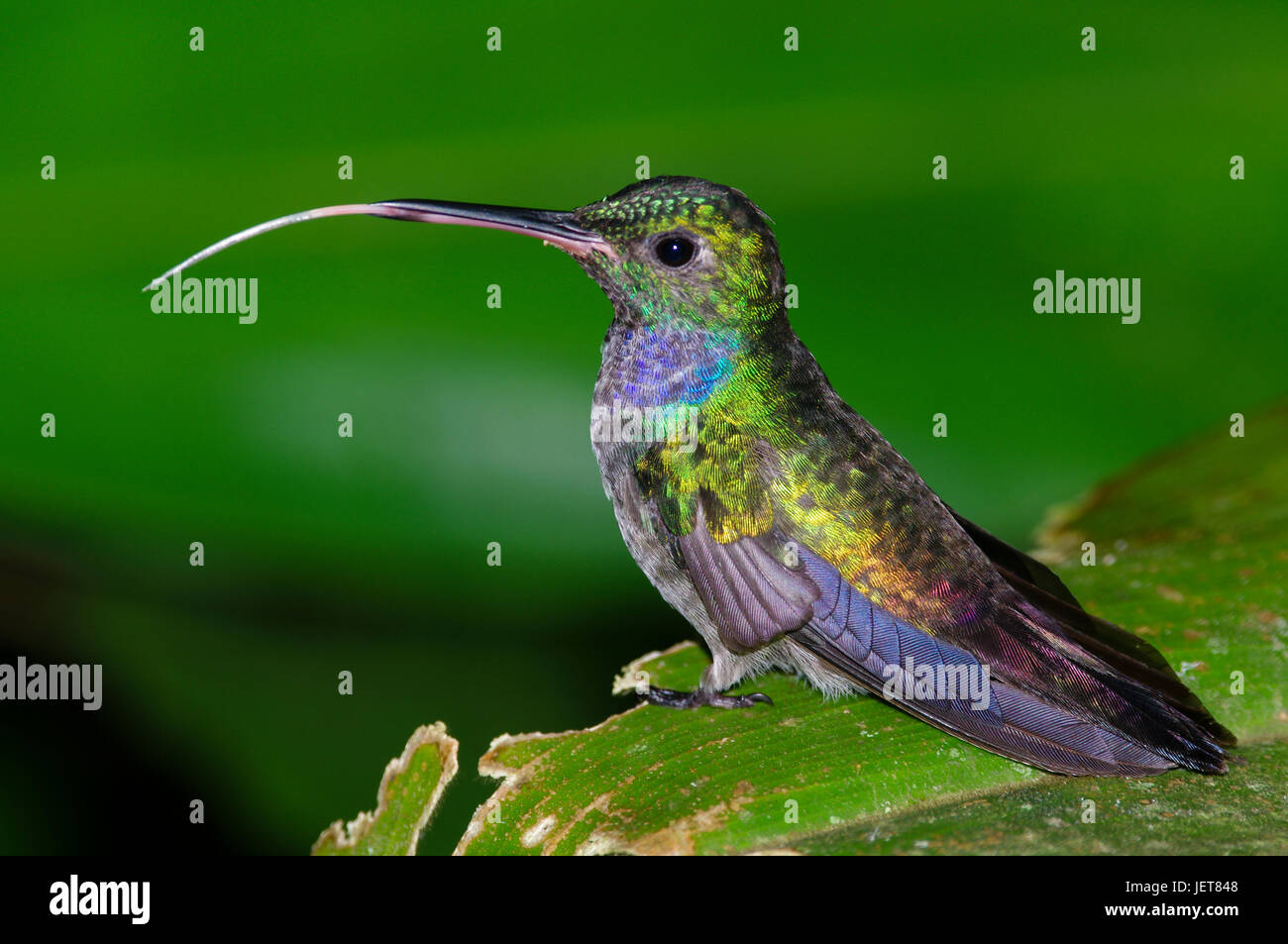 Blaue Chested Kolibri mit seiner Zunge heraus Stockfoto
