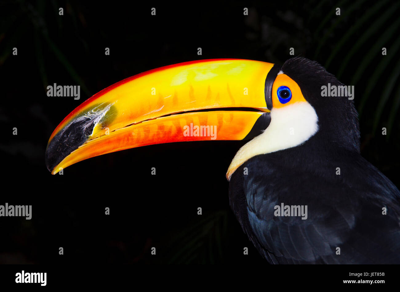 Toco Toucan Gesicht mit dunklem Hintergrund Stockfoto