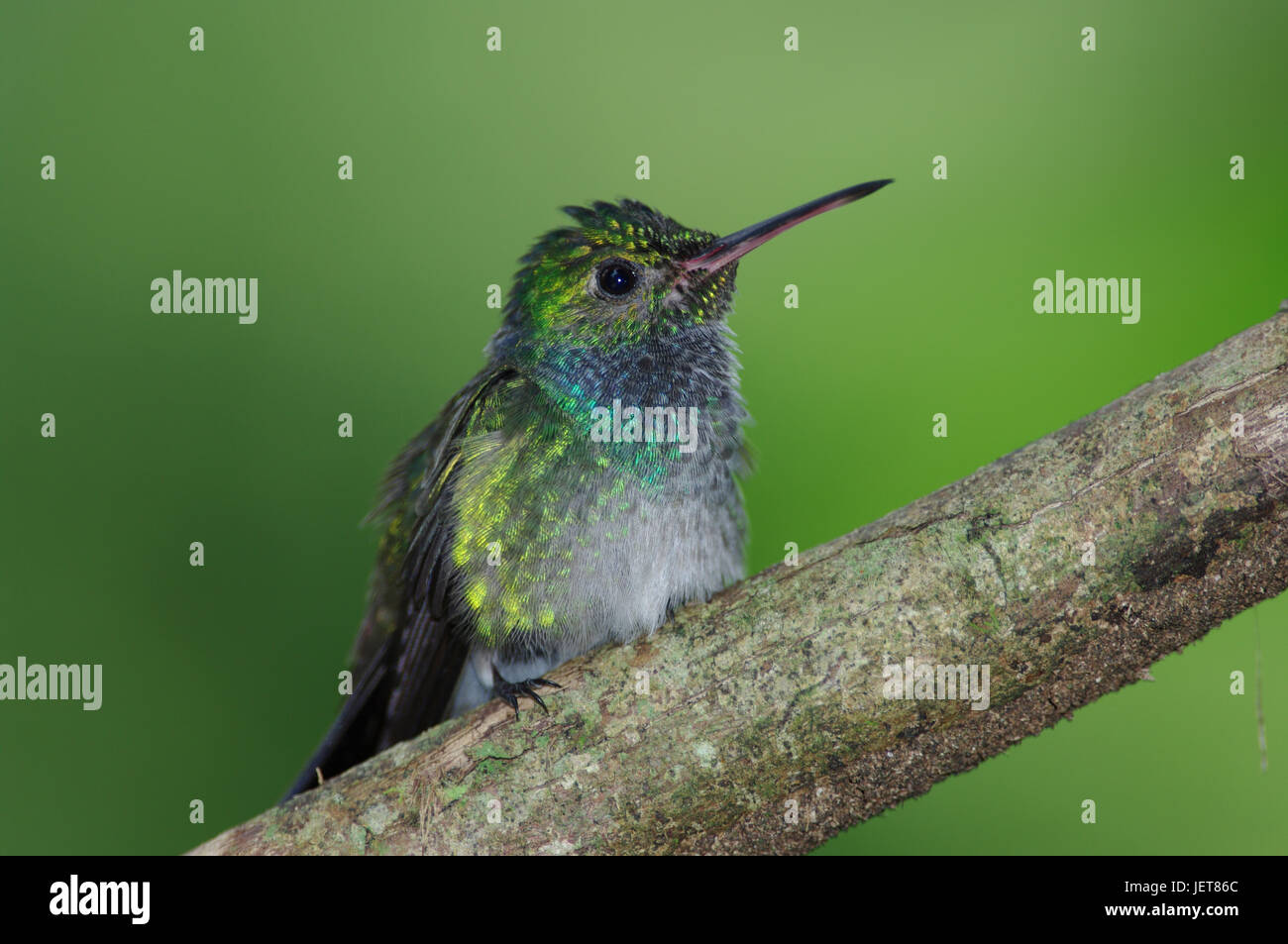 Blaue Chested Kolibri Jungvogel Aufnahme in Panama Stockfoto