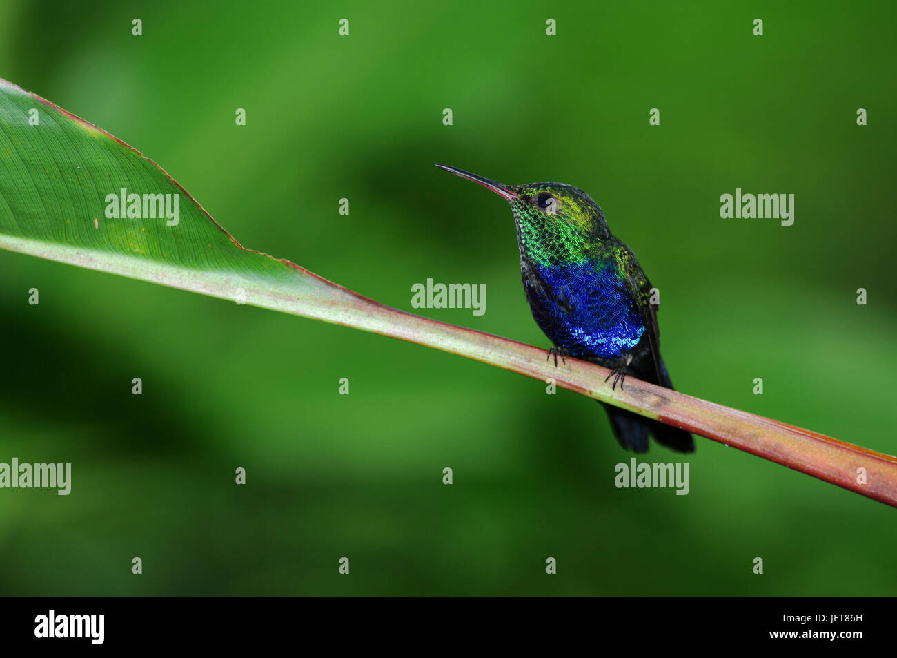 Vögel aus Panama violett Bellied Kolibri Stockfoto