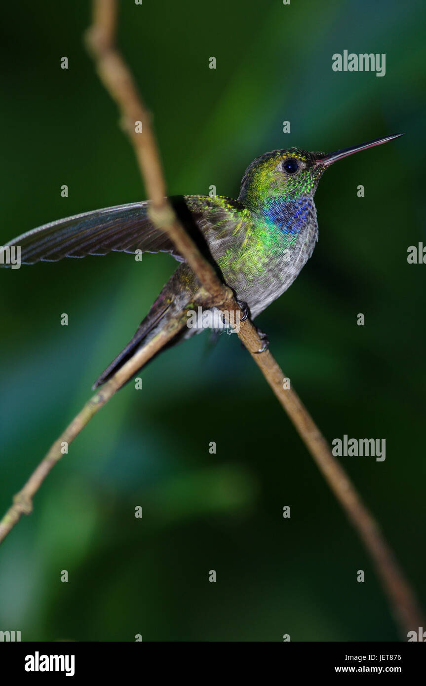 Vögel aus Panama Blue Chested Hummingbird Stockfoto