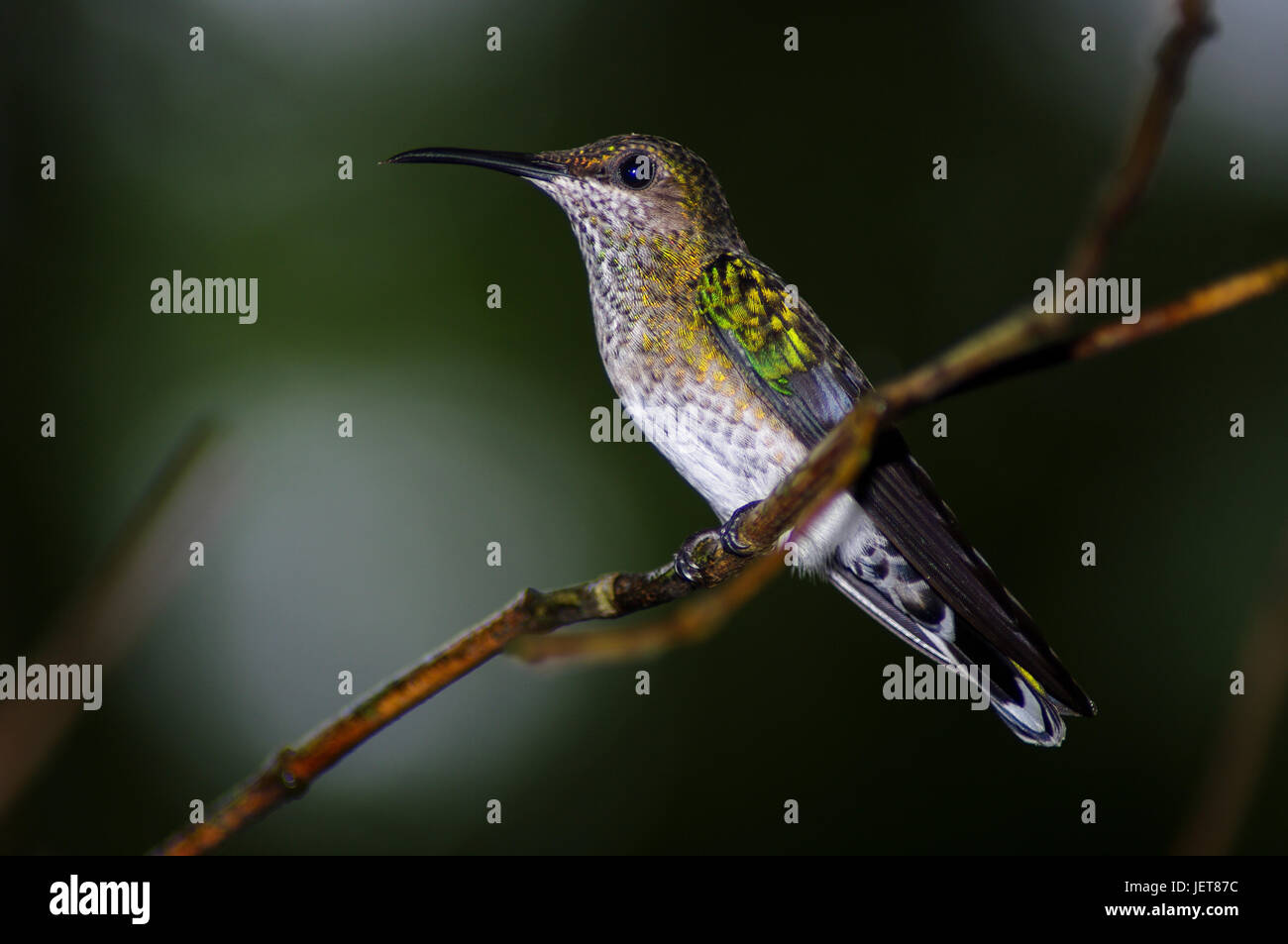 Hummingbird sitzen auf einem Ast mit dunkelgrünem Hintergrund Stockfoto