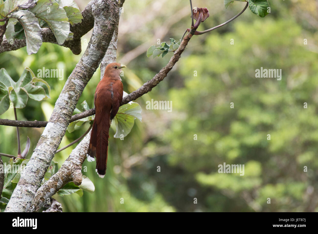 Vögel aus Panama Eichhörnchen Kuckuck Aufnahme in Panama Altos del Maria Stockfoto