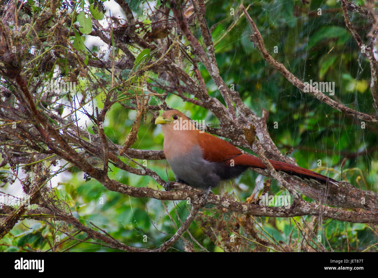 Vögel aus Panama Eichhörnchen Kuckuck Aufnahme in Panama Altos del Maria Stockfoto