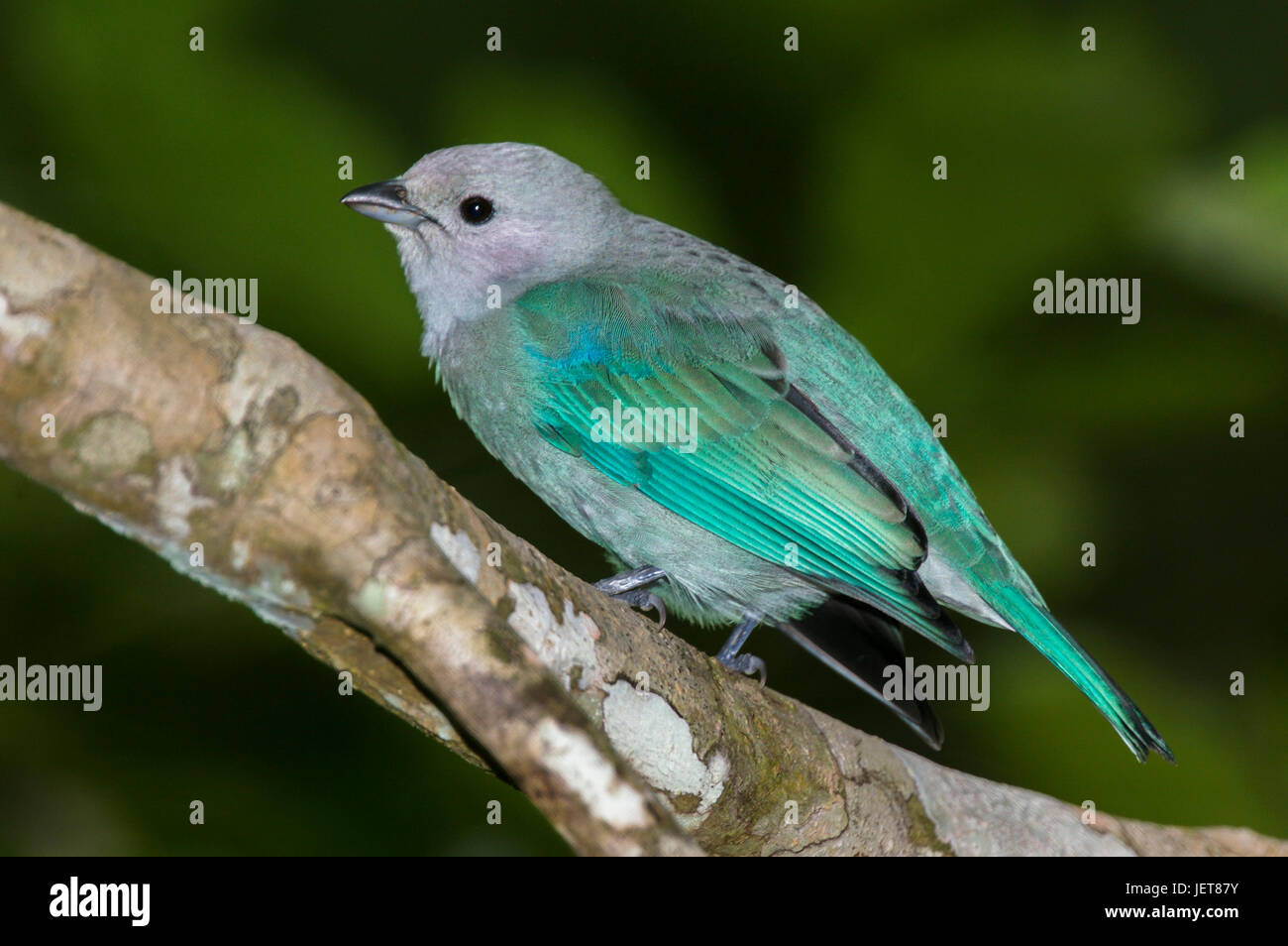 Vögel aus Panama blau grau Tanager Stockfoto
