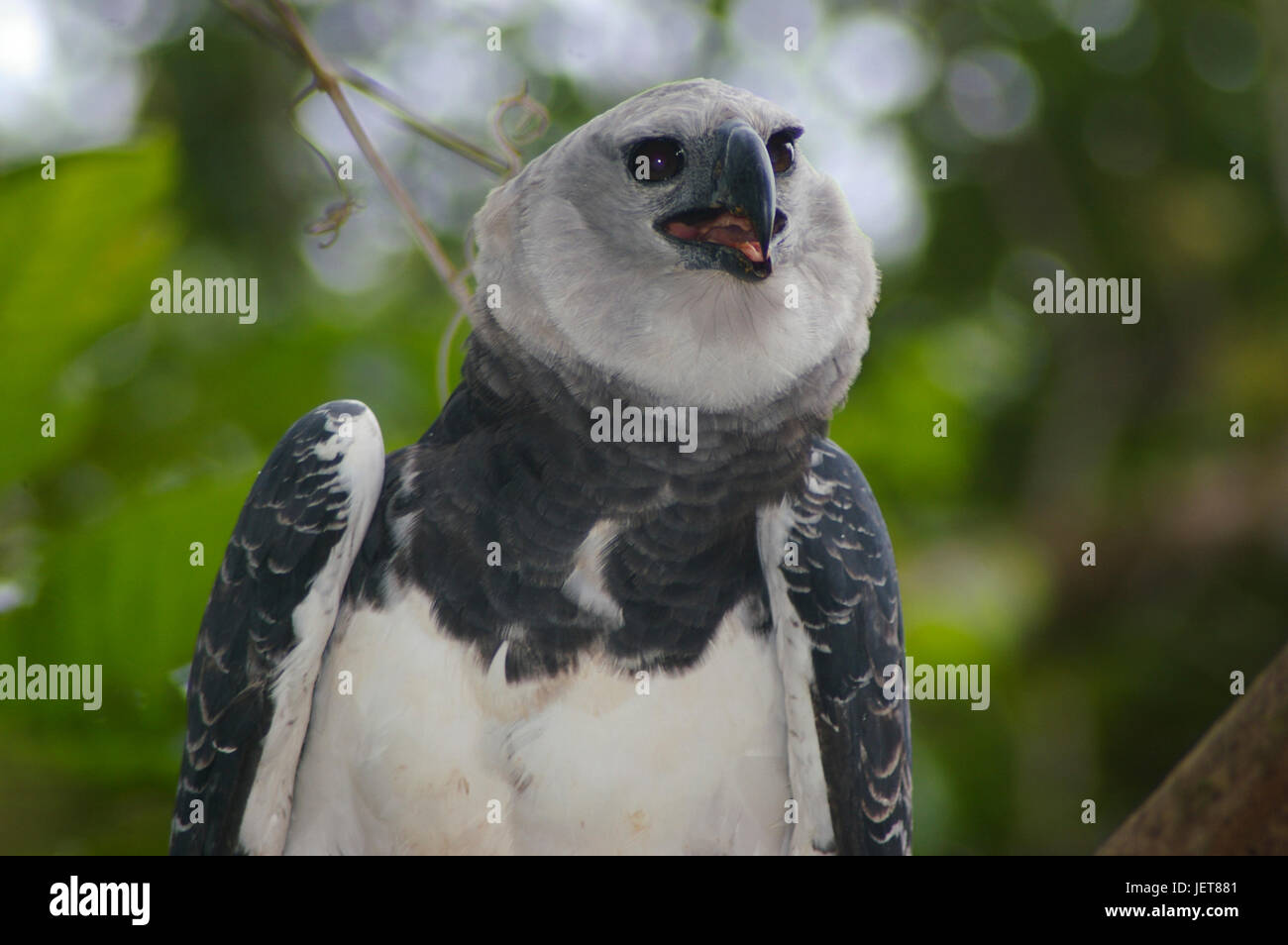 Vögel aus Panama Harpy Eagle Nationalvogel von Panama Stockfoto