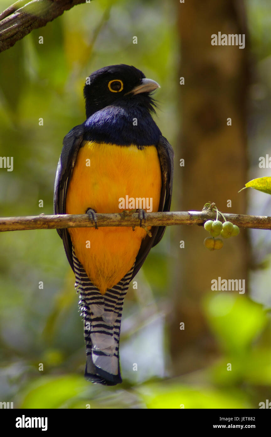 Vögel aus Panama Violaceus Trogon entlang der Pipeline-Straße Stockfoto