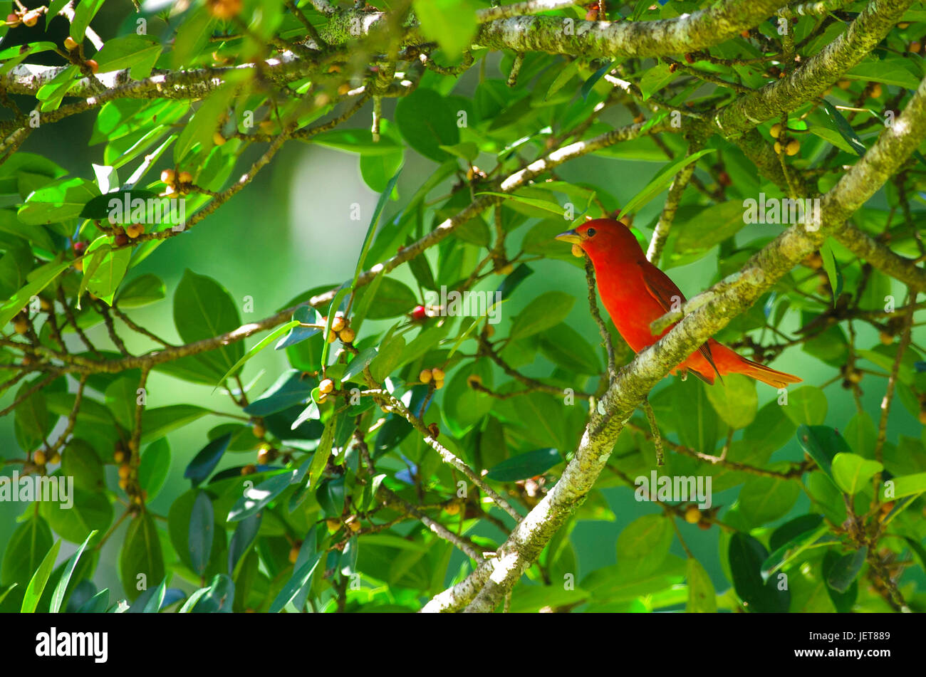 Vögel aus Panama Sommer Tanager Stockfoto