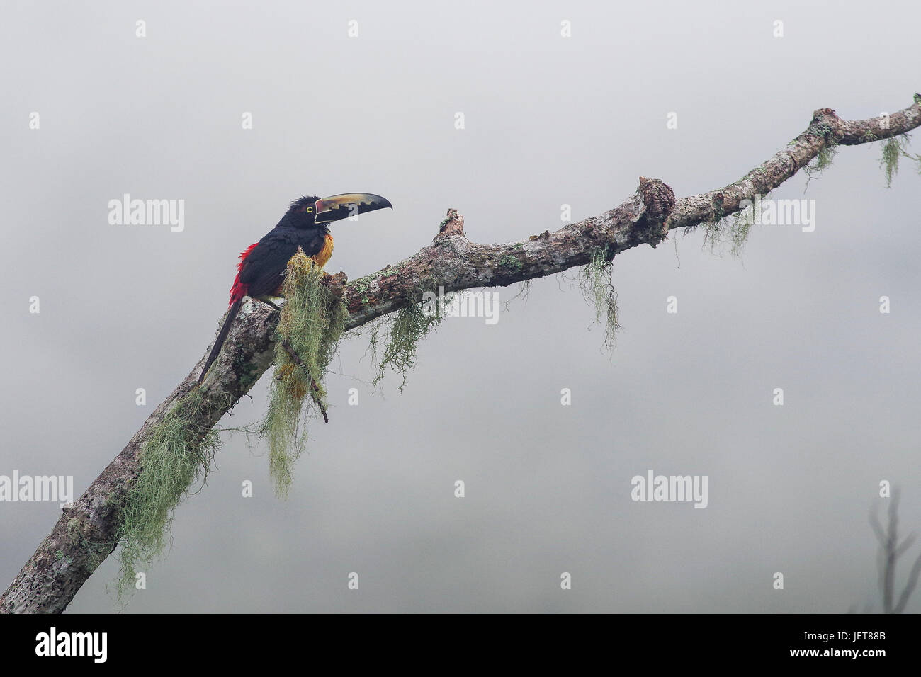 Vögel aus Panama Kragen Aracaris im Nebel mit nebligen grau hinterlegt Stockfoto