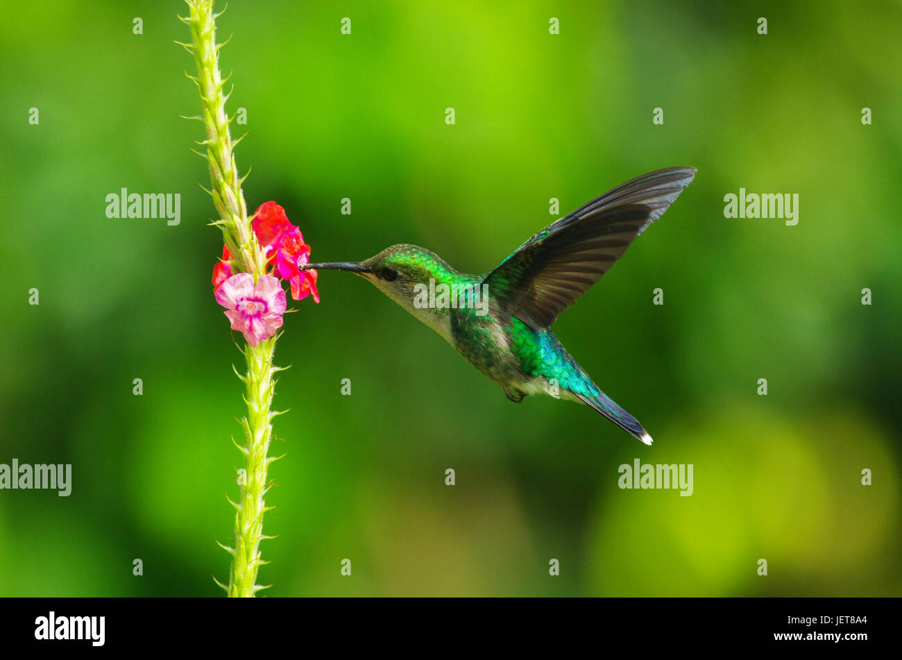 Vögel aus Panama - grüne Kolibri Fütterung auf eine Blume Stockfoto