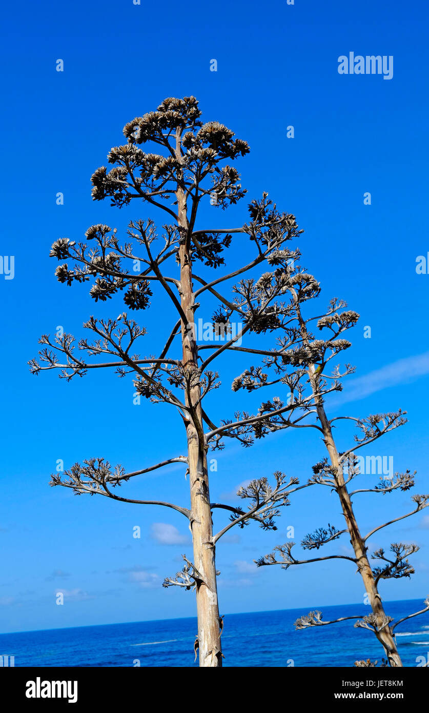 Agave Typ Pflanze, Sardinien, Italien Stockfoto