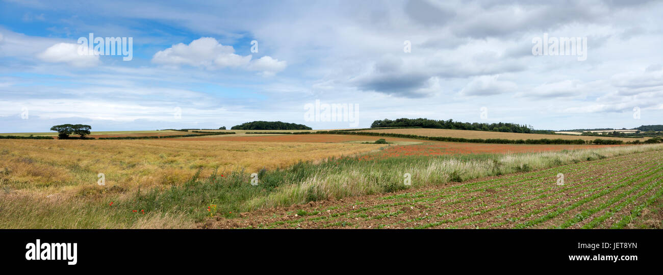 Panoramablick über ein Norfolk-Feld mit Weizen Ernte und roten Mohnblumen im Vordergrund Stockfoto