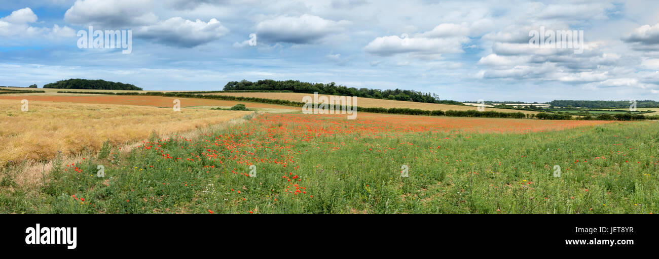 Panoramablick über ein Norfolk-Feld mit Weizen Ernte und roten Mohnblumen im Vordergrund Stockfoto