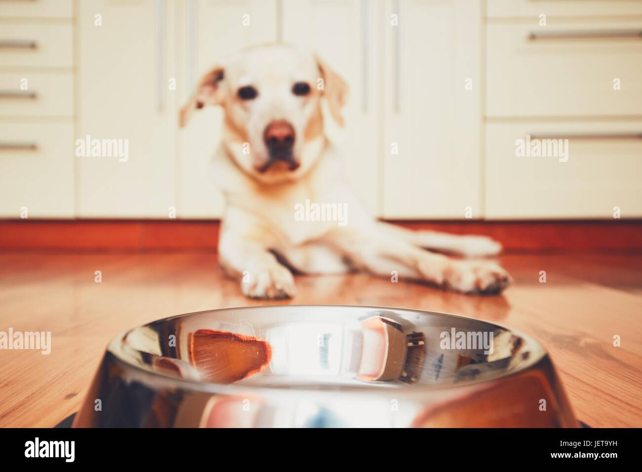 Der Hund vor der leeren Schüssel. Hungrigen Labrador Retriever Fütterung in der Küche warten. -selektiven Fokus Stockfoto