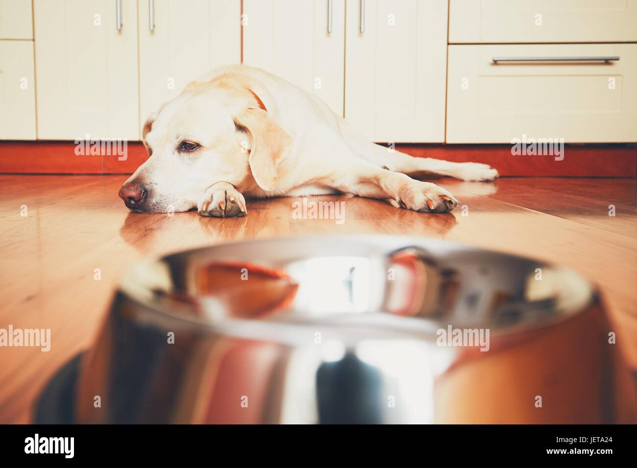Der Hund vor der leeren Schüssel. Hungrigen Labrador Retriever Fütterung in der Küche warten. -selektiven Fokus Stockfoto