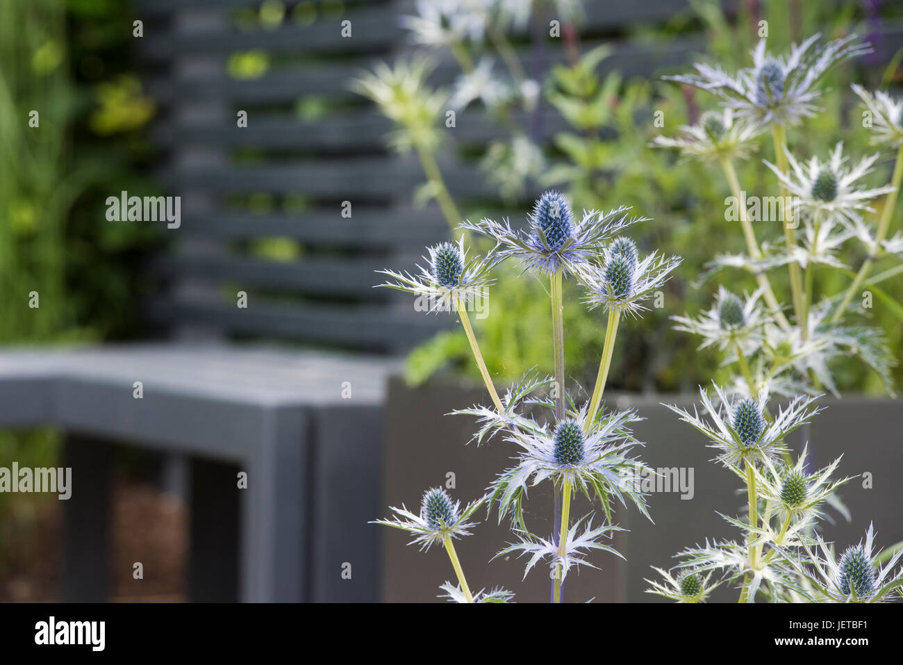 Eryngium. Meer-Holly Pflanzen blühen in einem kleinen modernen Garten. RHS Harlow Carr Gärten. Harrogate, Großbritannien Stockfoto