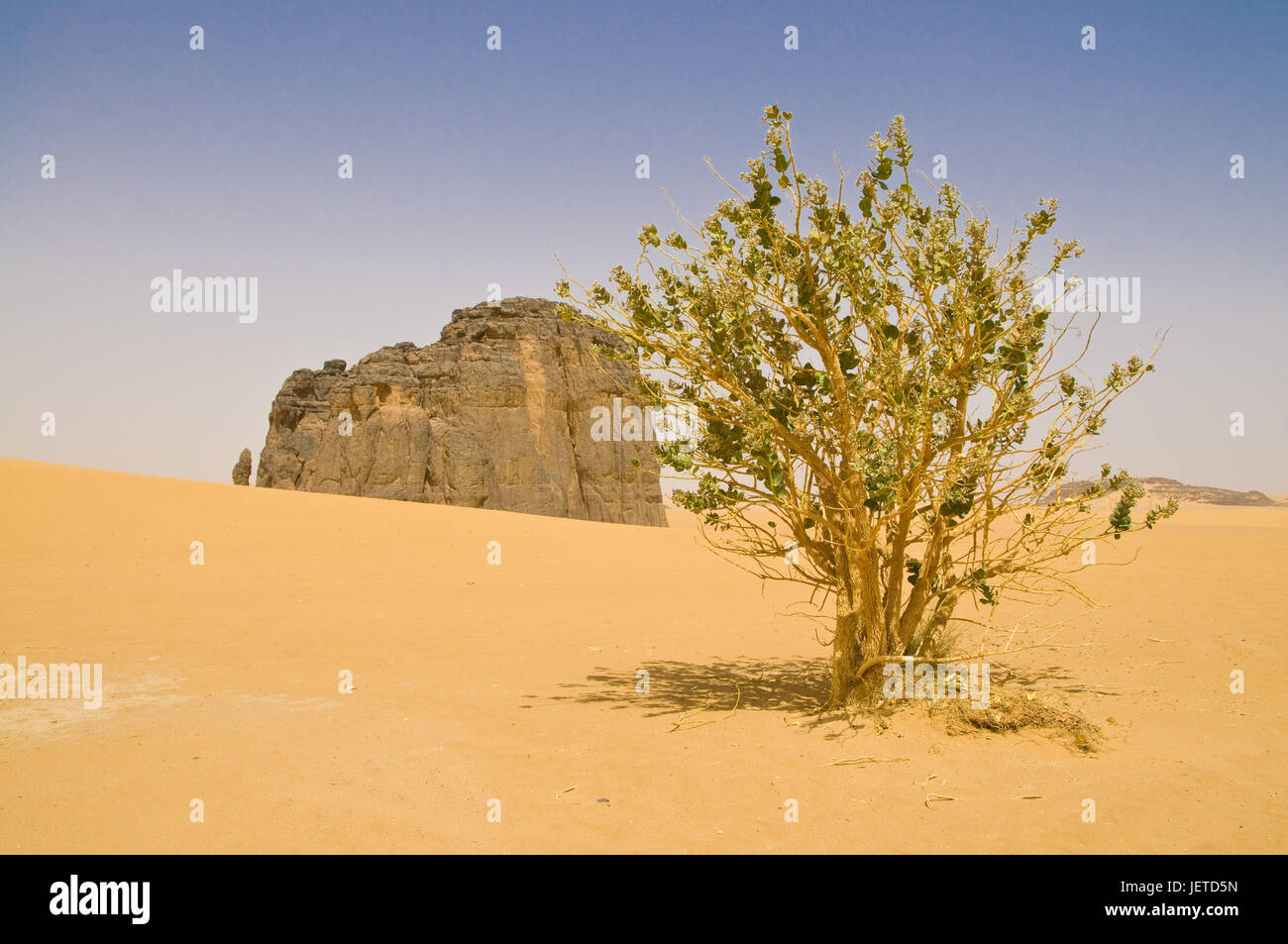 Felsen, Baum, Sandwüste, La Vache Qui Pleure, Algerien, Sahara, Afrika, Stockfoto