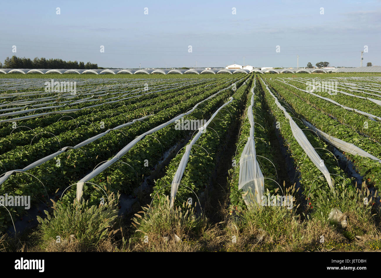 Spanien, Andalusien, Region Huelva, Erdbeerfeld, Stockfoto