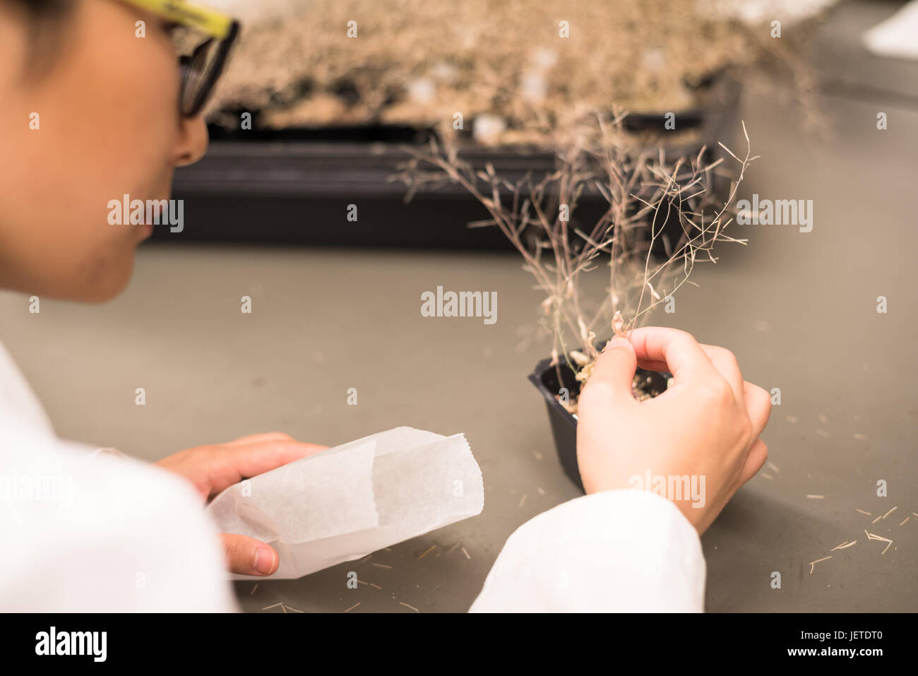 Wissenschaftler arbeiten in der Pflanze Wachstum Kammer Stockfoto