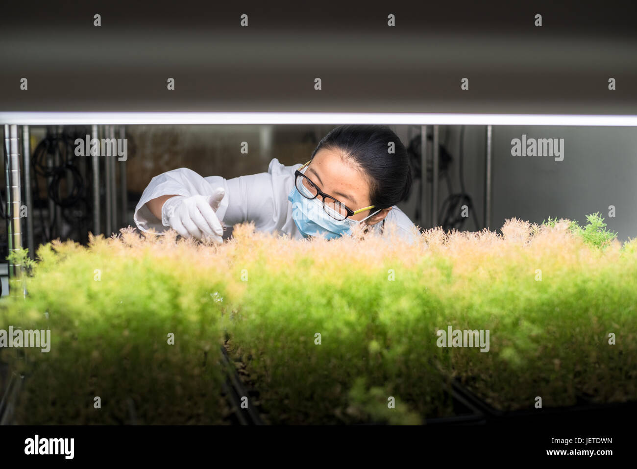 Wissenschaftler arbeiten in der Pflanze Wachstum Kammer Stockfoto