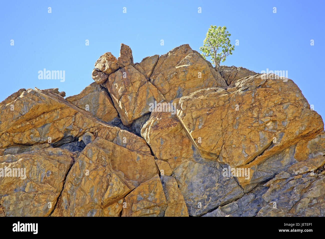 Namibia, Namaqualand national park Richtersveld, Kookerboomklof, Galle Bildung, Baum, Stockfoto