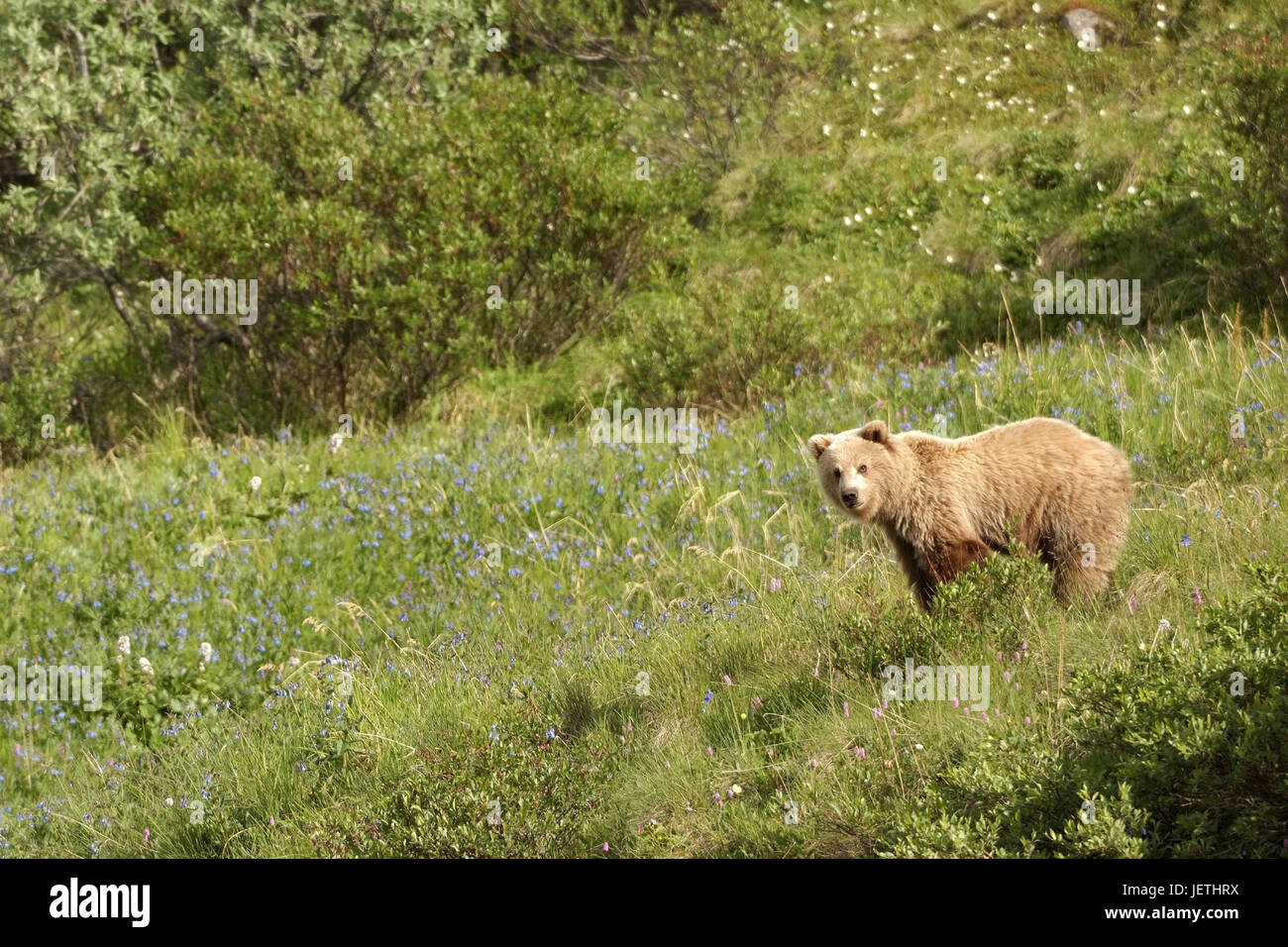 Braunbären, Braunbaeren Stockfoto