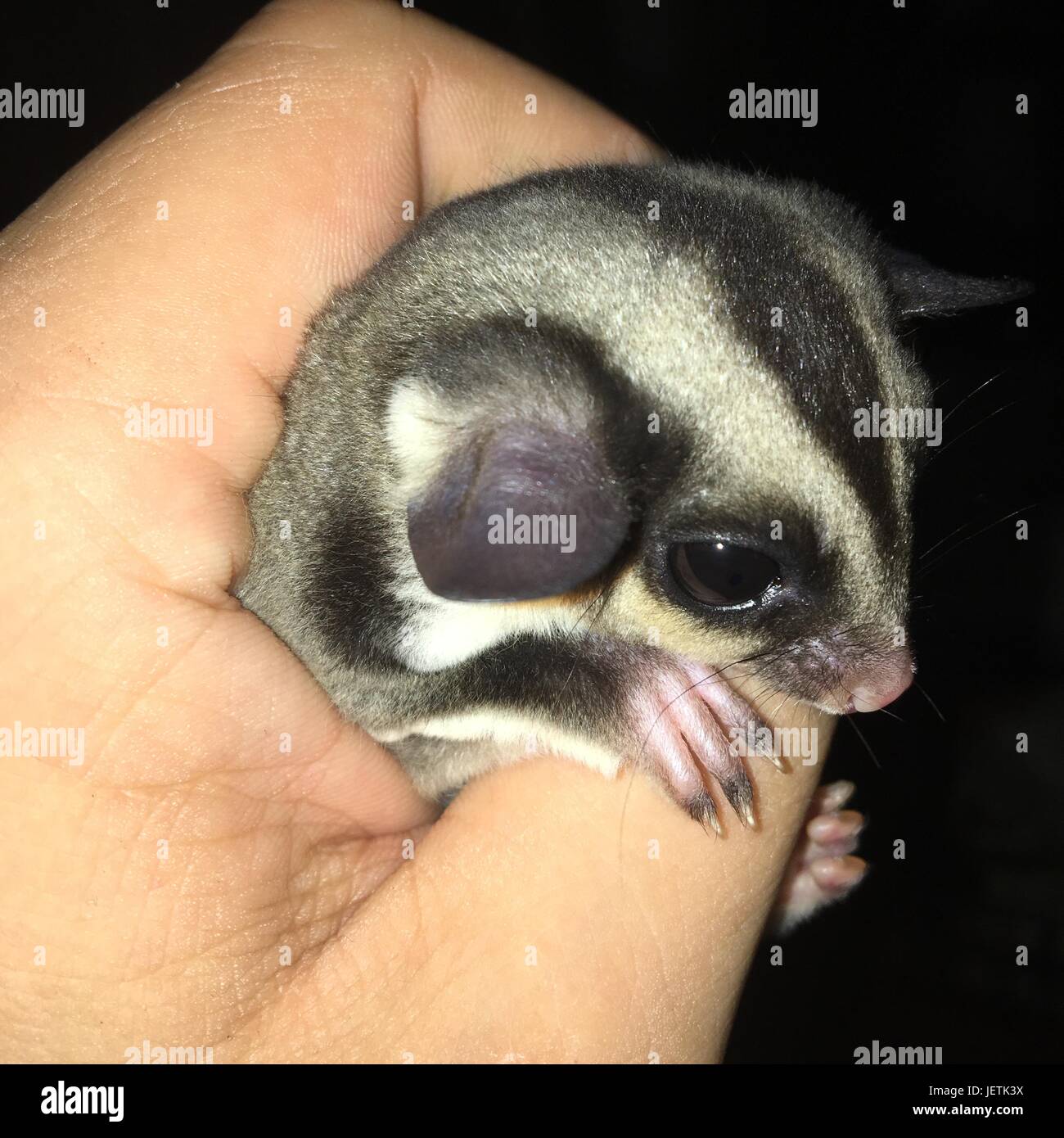 my sugar glider