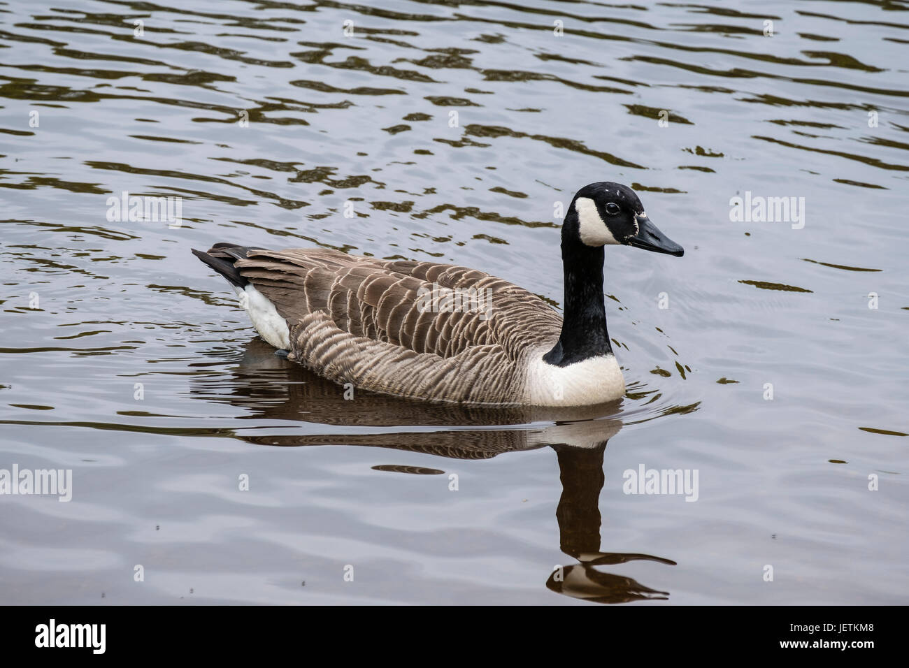 Kanadagans (Branta Canadensis) auf Eyeworth-Teich in den New Forest, Hampshire, England, UK. Stockfoto