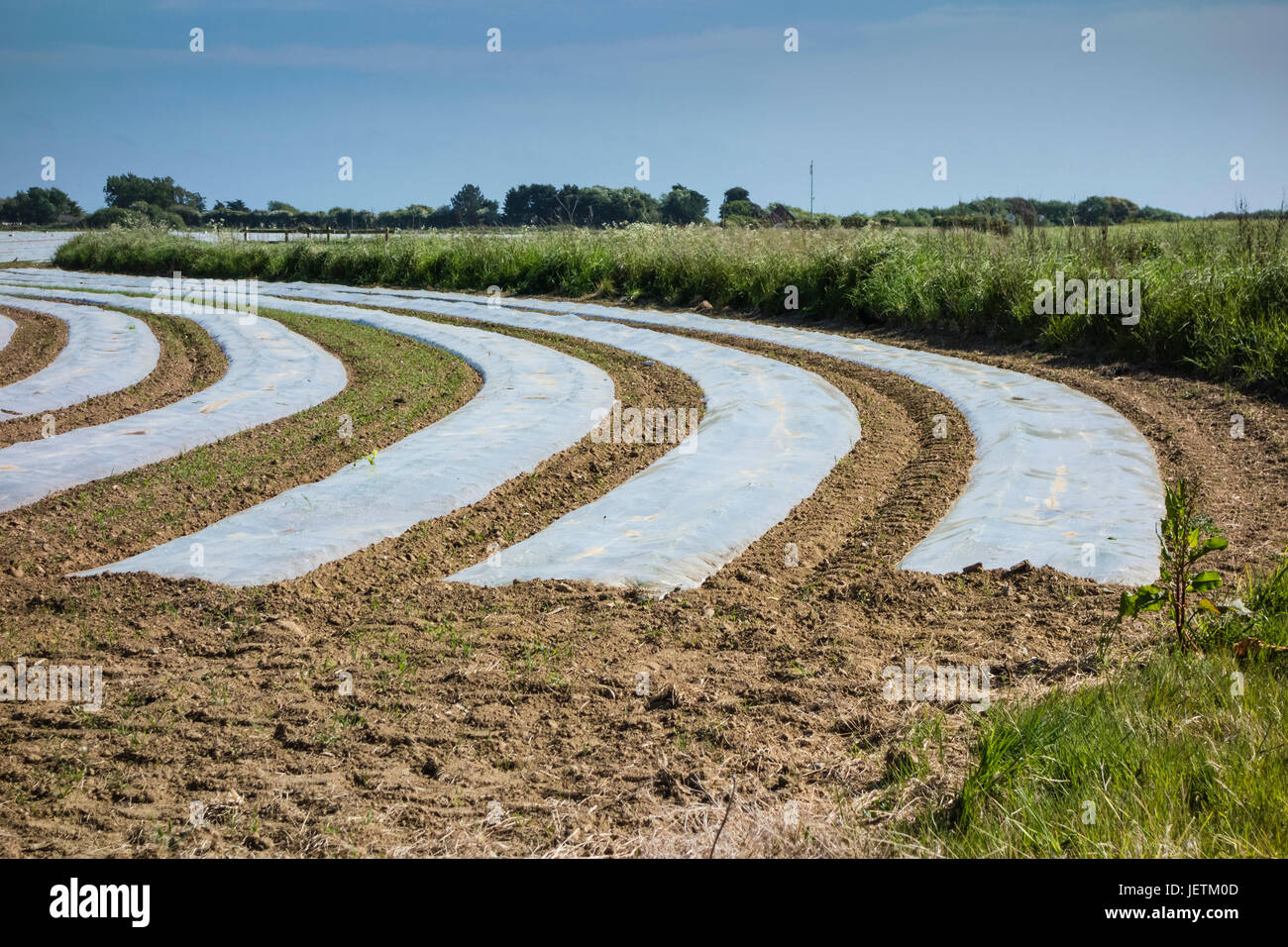 Feld-Hof mit Pflanzen wachsen unter Kunststoff Folie, als Folientunnel für Schutz und Wärme fördern Wachstum, Earnley, West Sussex, UK Stockfoto