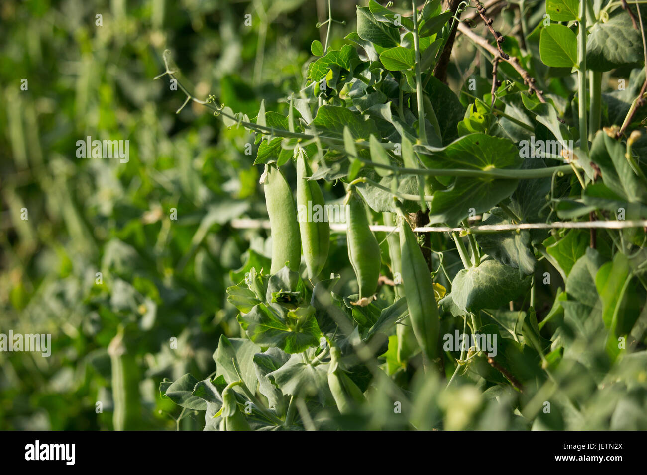 Erbsenpflanze Stockfoto