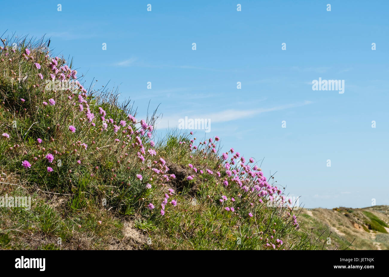Meer Sparsamkeit oder Sea Pink (Armeria Maritima) wächst auf Felsen in der Nähe von Hengistbury Head, Dorset, UK. Stockfoto