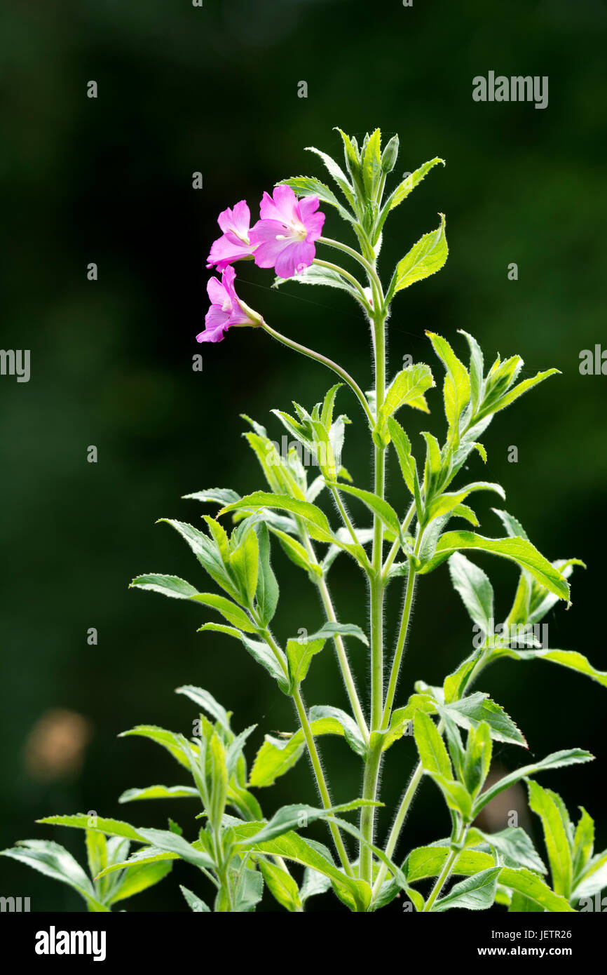 Canalside Wildblumen, UK - große Weidenröschen (Epilobium Hirsutum) Stockfoto
