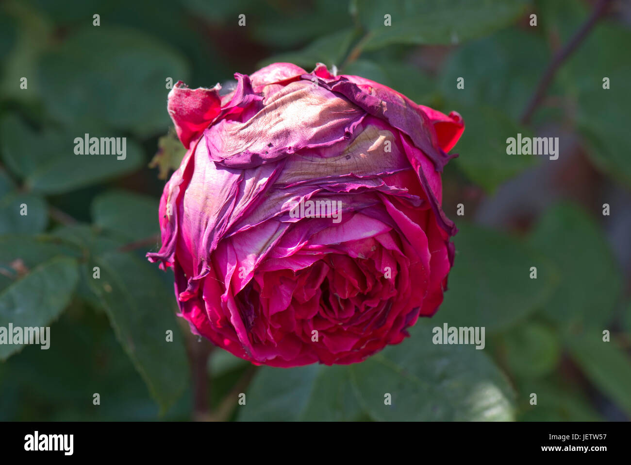 Grauschimmel, Botrytis Cinerea, Auswirkungen auf eine große rote Rosenblüte nach Regen und feuchten Wetter, Berkshire, Juni zur Blüte kommen Stockfoto