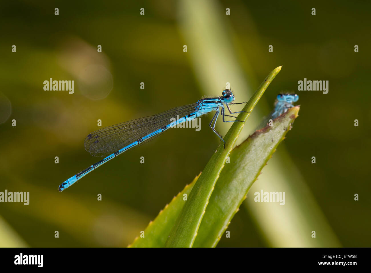 Männliche gemeinsame blue Damselfly, Enallagma Cyathigerum, und eine weitere auf dem Blatt eines Wasser-Soldaten, Stratiotes, in einem Gartenteich, Berkshire, Juni Stockfoto