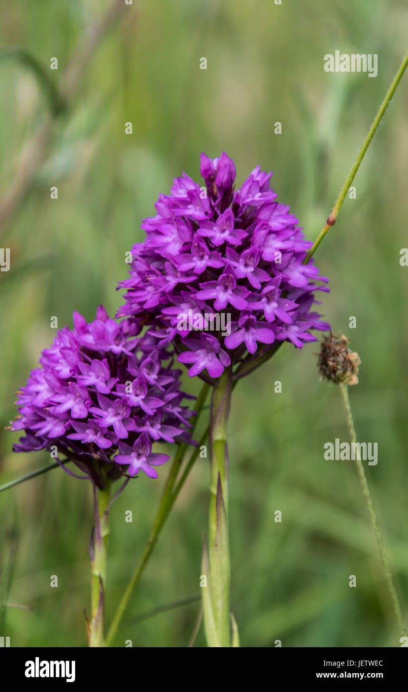 Pyramiden-Orchidee Stockfoto