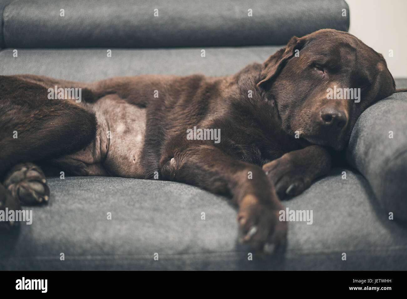 Chocolate Labrador auf Sofa Stockfoto
